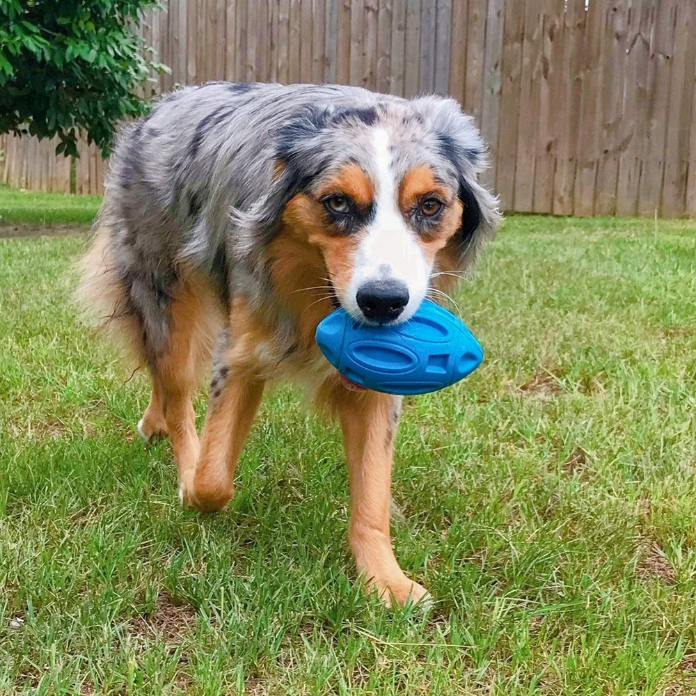 Dog holding a blue frisbee in its mouth on grass