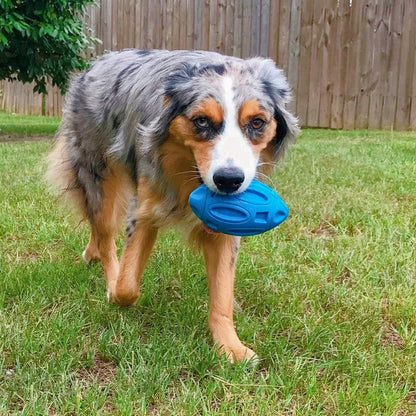 Dog holding a blue frisbee in its mouth on grass